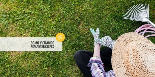 Replantar césped: cómo y cuándo hacerlo